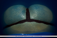 Amateur euro teen erotica sex